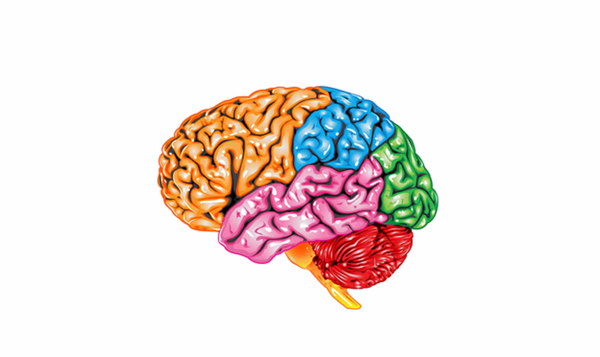 Картинки головного. Изображение головного мозга. Изображение головного мозга человека. Мозг человека для детей. Головной мозг картинки.